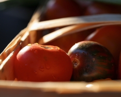 Biotomaten